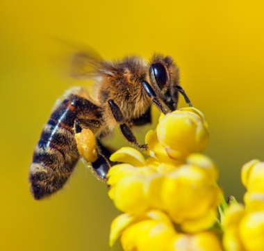 L'abeille charpentière